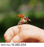green hand spring fly flying. Стоковое фото, фотограф Juergen Buettner / PantherMedia / Фотобанк Лори