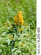 Вербейник обыкновенный (лат. Lysimachia vulgaris) Стоковое фото, фотограф Ольга Пашкова / Фотобанк Лори