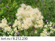 Василистник жёлтый (лат. Thalictrum flavum) Стоковое фото, фотограф Ольга Пашкова / Фотобанк Лори