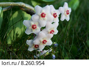 caucasian green plant european blank. Стоковое фото, фотограф Frank Rehermann / PantherMedia / Фотобанк Лори