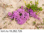 Чабрец или богородская трава. Стоковое фото, фотограф Татьяна Добровольская / Фотобанк Лори