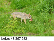 Серый волк (Canis lupus) после охоты в лесу. Стоковое фото, фотограф Валерия Попова / Фотобанк Лори