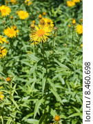 Девясил иволистный (лат. Inula salicina) Стоковое фото, фотограф Ольга Пашкова / Фотобанк Лори