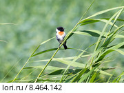 Черноголовый чекан (Saxicola rubicola) Стоковое фото, фотограф Ирина Яровая / Фотобанк Лори