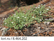 Звездчатка вильчатая (Stellaria dichotoma) на склоне берега Байкала, Иркутская область. Стоковое фото, фотограф Алексей Гусев / Фотобанк Лори