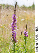 Дербенник иволистный, или Плакун-трава (лат. Lythrum salicaria) Стоковое фото, фотограф Ольга Пашкова / Фотобанк Лори