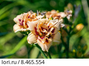 Лилейник махровый Росуиза (Roswitha) Стоковое фото, фотограф Ольга Сейфутдинова / Фотобанк Лори