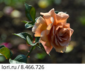 Роза чайно-гибридная Джулиас Роуз (лат. Julia's Rose), Jones. Стоковое фото, фотограф lana1501 / Фотобанк Лори