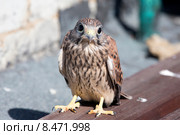 Птенец пустельги (falco) Стоковое фото, фотограф Ирина Яровая / Фотобанк Лори