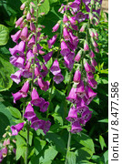 Наперстянка розовая (лат. Digitalis purpurea) Стоковое фото, фотограф Елена Коромыслова / Фотобанк Лори