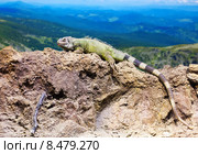 Green lizard at wildness. Стоковое фото, фотограф Яков Филимонов / Фотобанк Лори