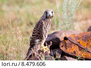 Птенец пустельги (falco) Стоковое фото, фотограф Ирина Яровая / Фотобанк Лори