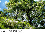 honey acacia tree deciduous locust. Стоковое фото, фотограф Gelena Schulze / PantherMedia / Фотобанк Лори