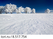 light bright winter sun sunny. Стоковое фото, фотограф Daniel Schoenen / Smarterpix / Фотобанк Лори