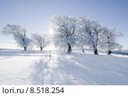 light tree bright winter sun. Стоковое фото, фотограф Daniel Schoenen / Smarterpix / Фотобанк Лори