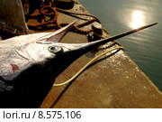 fish fishing fisherman prey swordfish. Стоковое фото, фотограф Gelena Schulze / PantherMedia / Фотобанк Лори