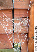 winter cold frozen net cobweb. Стоковое фото, фотограф Andreas Hömer / PantherMedia / Фотобанк Лори