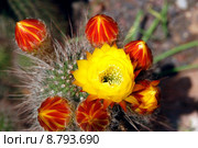 plant blossom bloom cactus flourish. Стоковое фото, фотограф Andreas Hömer / PantherMedia / Фотобанк Лори