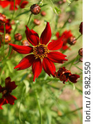 Красивый яркий красный цветок. Кореопсис красильный Меценат (Coreopsis tinctoria) Стоковое фото, фотограф Щеголева Ольга / Фотобанк Лори
