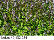Мята перечная (лат. Mentha piperita) Стоковое фото, фотограф lana1501 / Фотобанк Лори