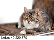 one alone chair cat lonely. Стоковое фото, фотограф Nailia Schwarz / PantherMedia / Фотобанк Лори