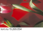 nature red fun plant joy. Стоковое фото, фотограф pawel sonnenburg / Smarterpix / Фотобанк Лори