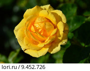 Роза чайно-гибридная Ю а Май Саншайн (Ты моё солнце) (лат. You Are My Sunshine), Fryers 2007. Стоковое фото, фотограф lana1501 / Фотобанк Лори