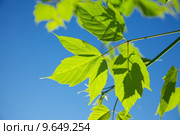 Fresh green leaves against blue sky. Стоковое фото, фотограф Péter Gudella / PantherMedia / Фотобанк Лори