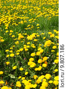 background summer plant flower spring. Стоковое фото, фотограф Heiko Barth / PantherMedia / Фотобанк Лори