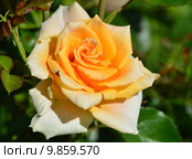 Роза чайно-гибридная Голден Моника (лат. Golden Monica), Rosen-Tantau 1988. Стоковое фото, фотограф lana1501 / Фотобанк Лори