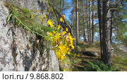 Скерда кровельная (Crepis testorum) на скалах. Остров Кий в Белом море. Стоковое фото, фотограф Т. З. / Фотобанк Лори