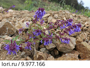 Змееголовник поникающий (Dracocephalum nutans), Иркутская область. Стоковое фото, фотограф Алексей Гусев / Фотобанк Лори