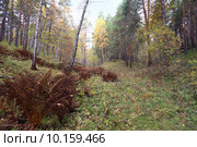 Ложбина. Стоковое фото, фотограф Анатолий Матвейчук / Фотобанк Лори