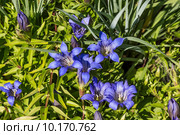 Садовая Горечавка (Gentiana) Стоковое фото, фотограф Евгений Мухортов / Фотобанк Лори