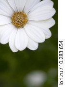 white flower with copyspace. Стоковое фото, фотограф Lee Avison / PantherMedia / Фотобанк Лори