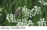 Жук- Восковик перевязанный или пестряк полосатый ( лат. Trichius fasciatus,  англ.   Bee beetle) Стоковое видео, видеограф Звездочка ясная / Фотобанк Лори