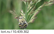 Жук- Восковик перевязанный или пестряк полосатый ( лат. Trichius fasciatus, англ.   Bee beetle) Стоковое видео, видеограф Звездочка ясная / Фотобанк Лори
