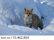 winter snow fox vulpes cunning. Стоковое фото, фотограф Martin Zahnd / PantherMedia / Фотобанк Лори