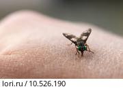 Big nasty fly biting in human skin. Стоковое фото, фотограф Péter Gudella / PantherMedia / Фотобанк Лори