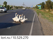 Гуси переходят через автомобильную дорогу (2015 год). Редакционное фото, фотограф A Челмодеев / Фотобанк Лори