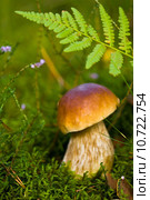 Nature closeup. Стоковое фото, фотограф Artur Wojteczek / PantherMedia / Фотобанк Лори