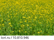 Рапс (лат. Brassica napus) Стоковое фото, фотограф Валерия Попова / Фотобанк Лори
