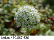 Цветущая стрелка лука стебельчатого Allium stipitatum с семенами. Стоковое фото, фотограф Юрий Карачев / Фотобанк Лори