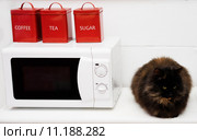 Black cat sitting on a kitchen counter. Стоковое фото, фотограф Piotr Stryjewski / PantherMedia / Фотобанк Лори