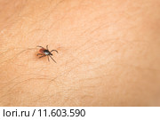 Tick - parasitic arachnid blood-sucking carrier of various diseases. Стоковое фото, фотограф Viktor Cap / PantherMedia / Фотобанк Лори