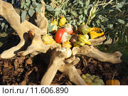gourds,Kürbisse. Стоковое фото, фотограф pascal coupry / PantherMedia / Фотобанк Лори