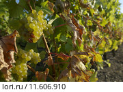 "Côteaux du Layon",grape 2. Стоковое фото, фотограф pascal coupry / PantherMedia / Фотобанк Лори