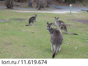 Серые кенгуру (лат. (Macropus giganteus), Национальный парк  Wombeyan Caves, Австралия (2015 год). Стоковое фото, фотограф Ирина Фирсова / Фотобанк Лори