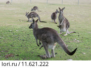 Серые кенгуру (лат. (Macropus giganteus), Национальный парк  Wombeyan Caves, Австралия (2015 год). Стоковое фото, фотограф Ирина Фирсова / Фотобанк Лори