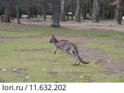 Серый кенгуру (лат. (Macropus giganteus), Национальный парк  Wombeyan Caves, Австралия (2015 год). Стоковое фото, фотограф Ирина Фирсова / Фотобанк Лори